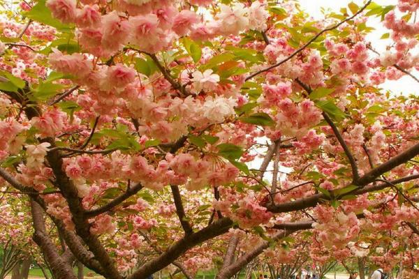 樱桃和樱花有关系吗