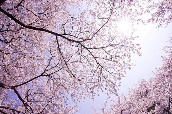 樱桃和樱花有关系吗