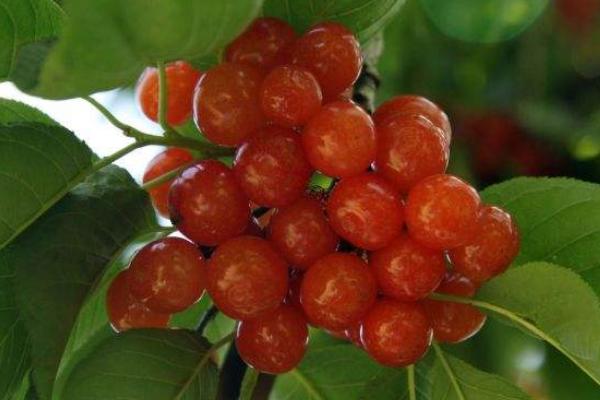 樱桃和樱花有关系吗