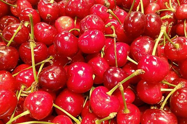 樱桃和樱花有关系吗