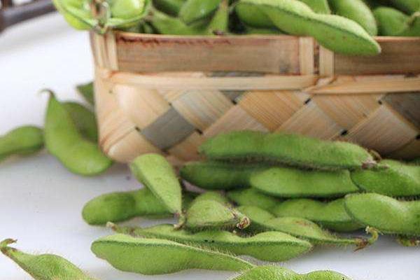 2018种毛豆赚钱吗？毛豆种植的利润与投资成本及前景预测