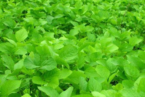 2018种毛豆赚钱吗？毛豆种植的利润与投资成本及前景预测