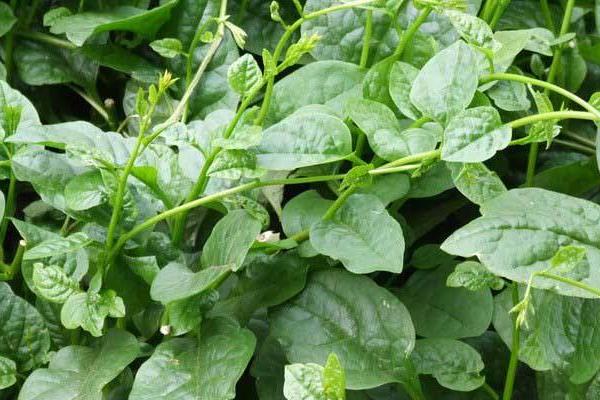 2018种木耳菜赚钱吗?木耳菜种植的利润与投资成本及前景预测