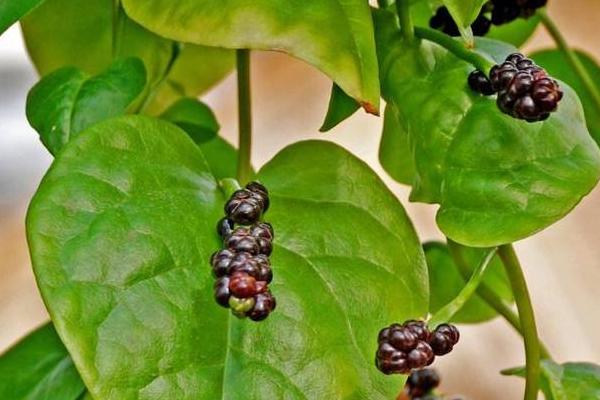 2018种木耳菜赚钱吗?木耳菜种植的利润与投资成本及前景预测