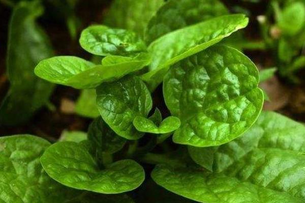 2018种木耳菜赚钱吗?木耳菜种植的利润与投资成本及前景预测