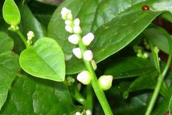 2018种木耳菜赚钱吗?木耳菜种植的利润与投资成本及前景预测