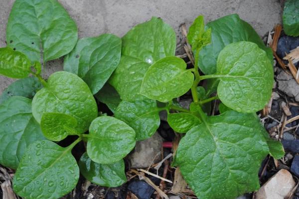 2018种木耳菜赚钱吗?木耳菜种植的利润与投资成本及前景预测