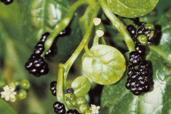 2018种木耳菜赚钱吗?木耳菜种植的利润与投资成本及前景预测