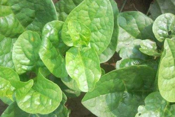 2018种木耳菜赚钱吗?木耳菜种植的利润与投资成本及前景预测