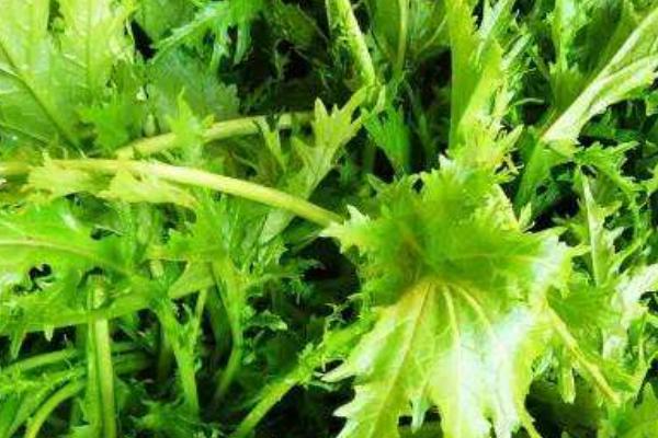 2018种雪菜赚钱吗?雪菜种植的利润与投资成本及前景预测