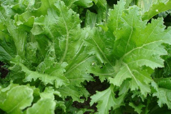 2018种雪菜赚钱吗?雪菜种植的利润与投资成本及前景预测