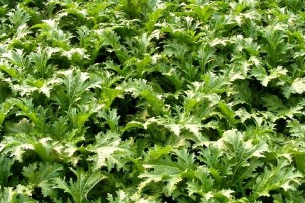 2018种雪菜赚钱吗?雪菜种植的利润与投资成本及前景预测