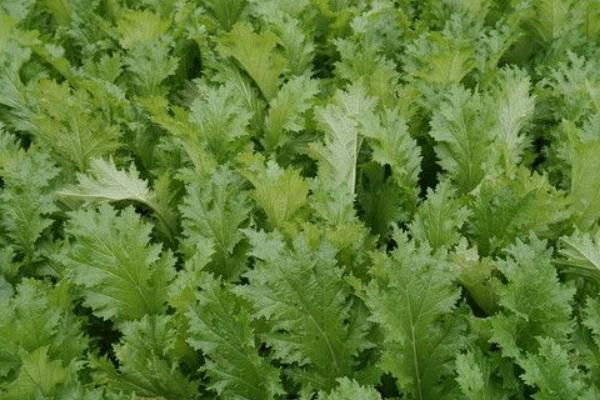 2018种雪菜赚钱吗?雪菜种植的利润与投资成本及前景预测