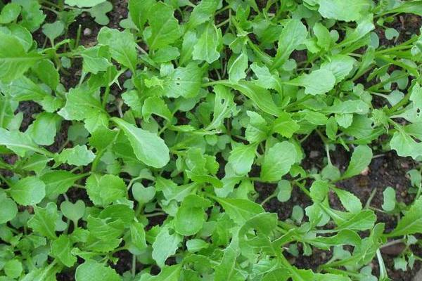 2018种雪菜赚钱吗?雪菜种植的利润与投资成本及前景预测