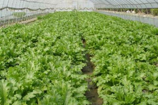 2018种雪菜赚钱吗?雪菜种植的利润与投资成本及前景预测