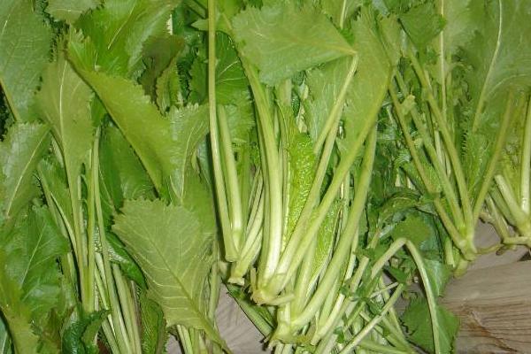 2018种雪菜赚钱吗?雪菜种植的利润与投资成本及前景预测