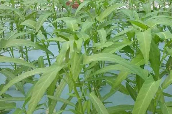 2018种空心菜赚钱吗?空心菜种植的利润与投资成本及前景预测