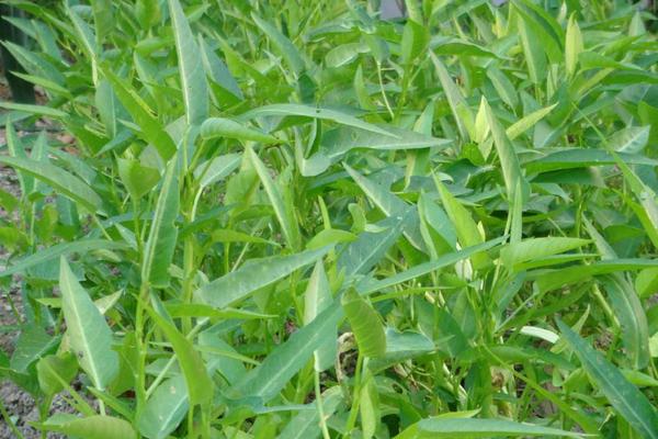 2018种空心菜赚钱吗?空心菜种植的利润与投资成本及前景预测