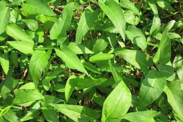 2018种空心菜赚钱吗?空心菜种植的利润与投资成本及前景预测