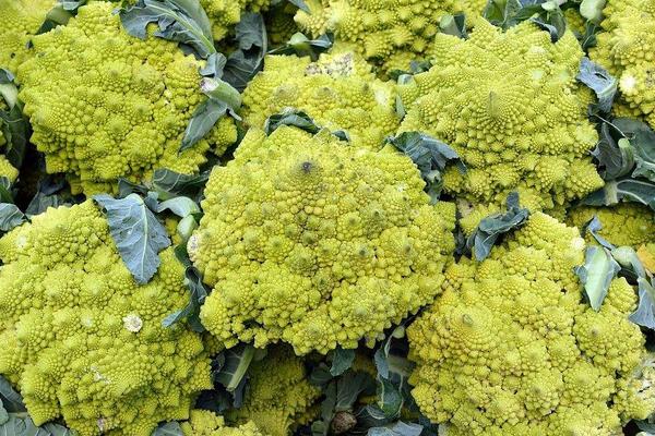 2018种花椰菜赚钱吗?花椰菜种植的利润与投资成本及前景预测