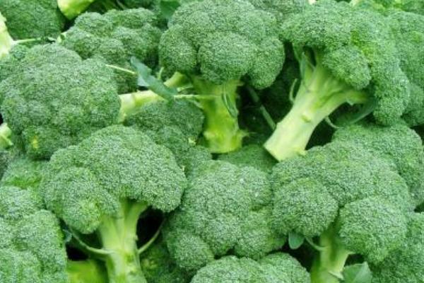 2018种花椰菜赚钱吗?花椰菜种植的利润与投资成本及前景预测