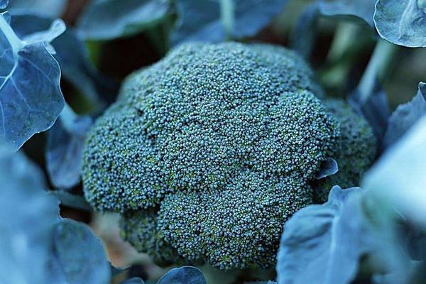 2018种花椰菜赚钱吗?花椰菜种植的利润与投资成本及前景预测