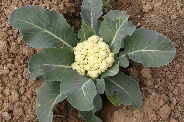 2018种花椰菜赚钱吗?花椰菜种植的利润与投资成本及前景预测