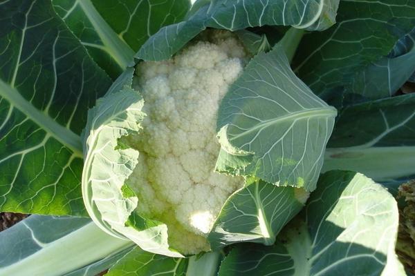 2018种花椰菜赚钱吗?花椰菜种植的利润与投资成本及前景预测