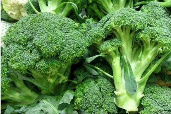 2018种花椰菜赚钱吗?花椰菜种植的利润与投资成本及前景预测