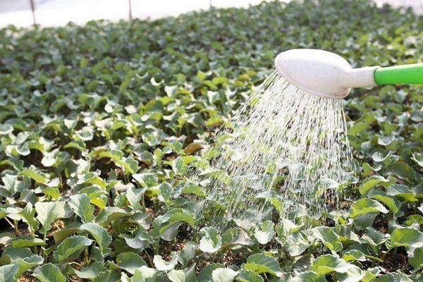 2018种花椰菜赚钱吗?花椰菜种植的利润与投资成本及前景预测