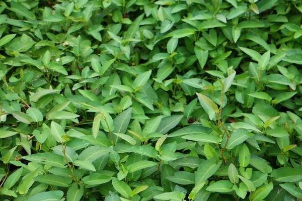 2018种空心菜赚钱吗?空心菜种植的利润与投资成本及前景预测