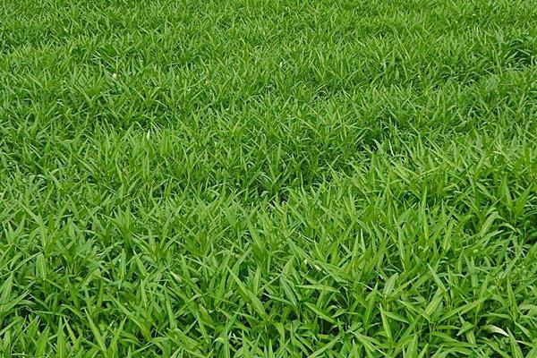 2018种空心菜赚钱吗?空心菜种植的利润与投资成本及前景预测