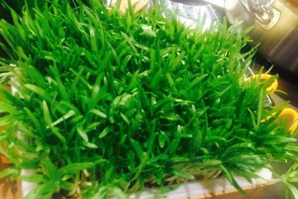 2018种空心菜赚钱吗?空心菜种植的利润与投资成本及前景预测