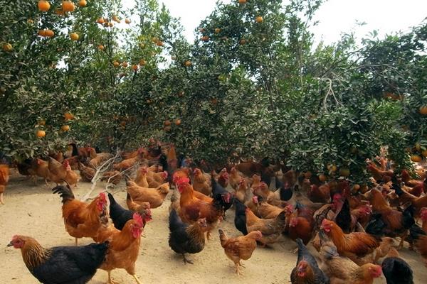 养鸡怎么预防禽流感效果最好?