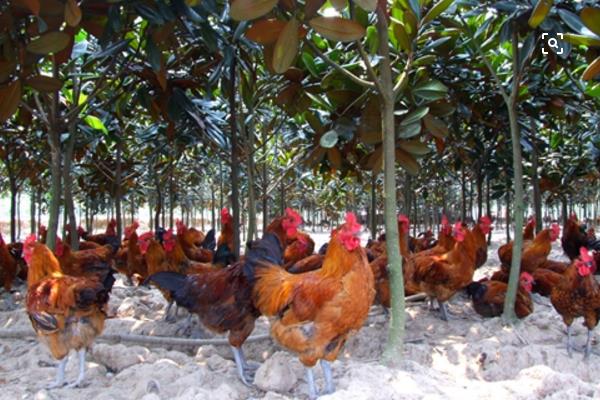 养鸡怎么预防禽流感效果最好?