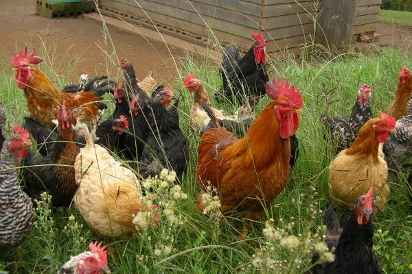 养鸡怎么预防禽流感效果最好?