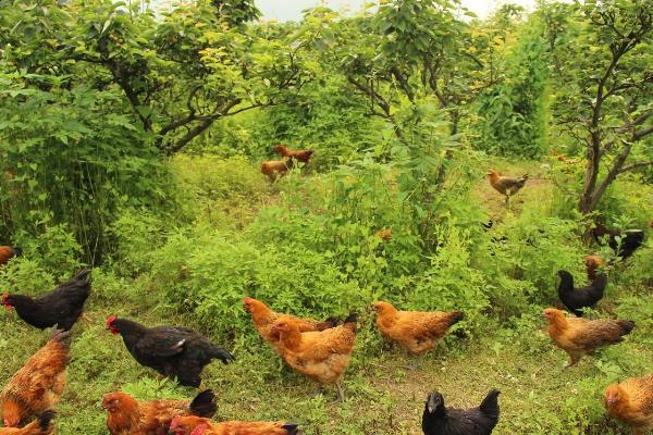 养鸡怎么预防禽流感效果最好?