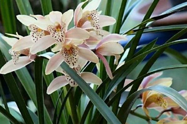 种一亩兰花能赚多少钱?种兰花的成本和利润