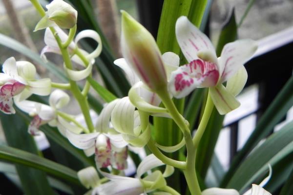 种一亩兰花能赚多少钱?种兰花的成本和利润