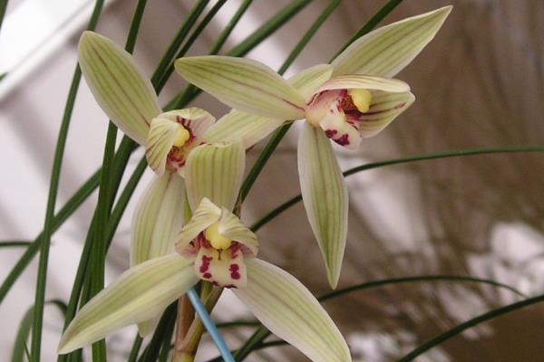 种一亩兰花能赚多少钱?种兰花的成本和利润