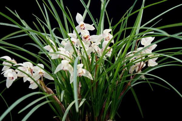 种一亩兰花能赚多少钱?种兰花的成本和利润