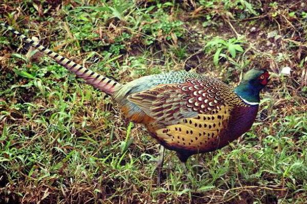 山鸡蛋的孵化需要注意什么