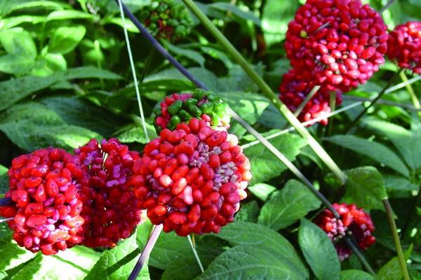 2017种三七赚钱吗?2017种三七前景及市场价格行情分析