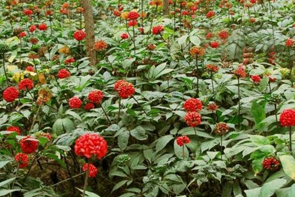 2017种三七赚钱吗?2017种三七前景及市场价格行情分析