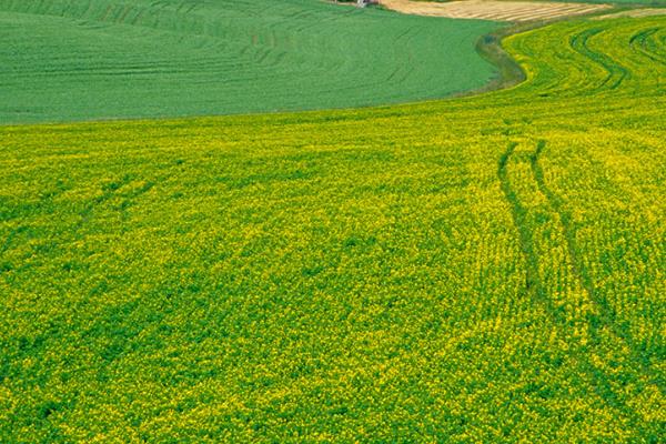 2015家庭农场前景浅析