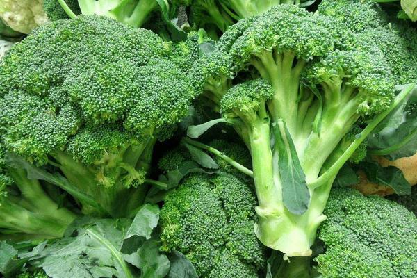 2018种西兰花赚钱吗?西兰花种植的利润与投资成本及前景预测