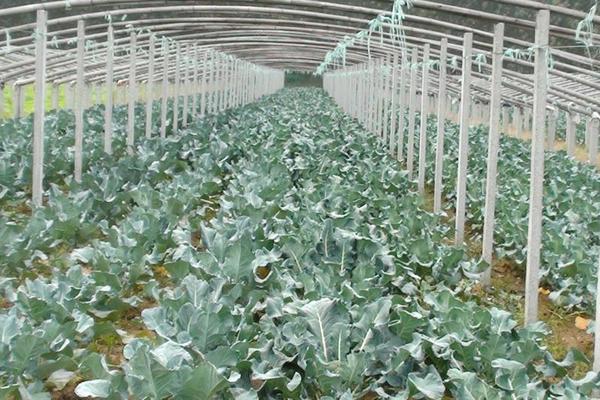 2018种西兰花赚钱吗?西兰花种植的利润与投资成本及前景预测