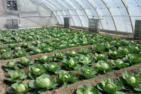 2018种西兰花赚钱吗?西兰花种植的利润与投资成本及前景预测