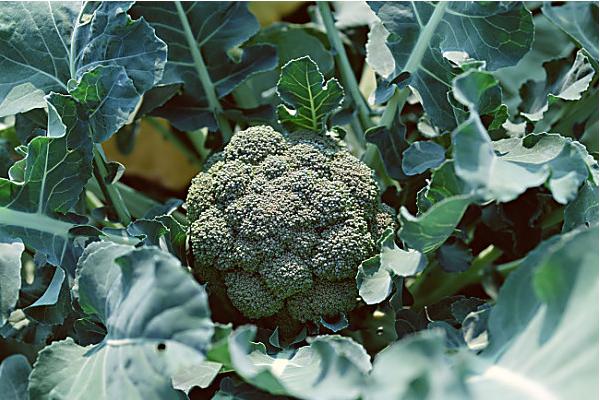 2018种西兰花赚钱吗?西兰花种植的利润与投资成本及前景预测