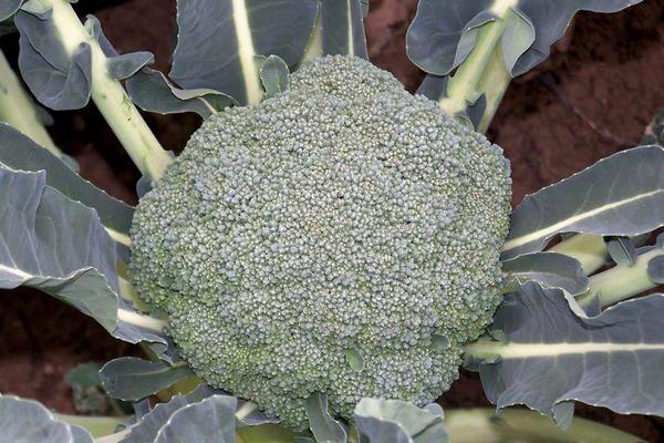 2018种西兰花赚钱吗?西兰花种植的利润与投资成本及前景预测